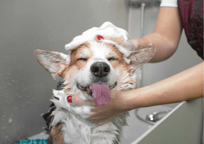 shampoing bio chien poils courts