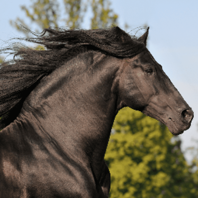 Shampoing biologique cheval crins noir-EquiPuppy
