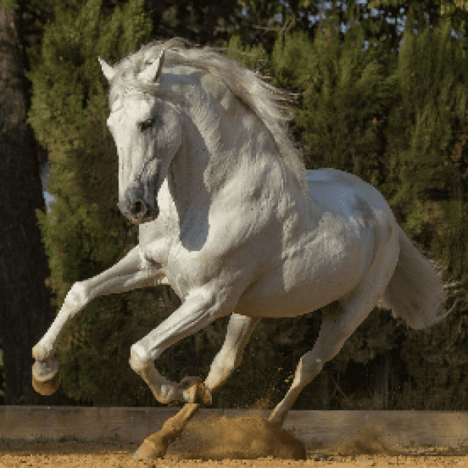 Shampoing biologique spécial cheval Blanc
